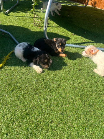 Yorkie russel puppies