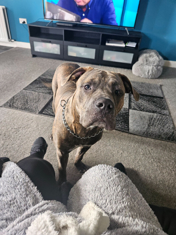 Cross breed