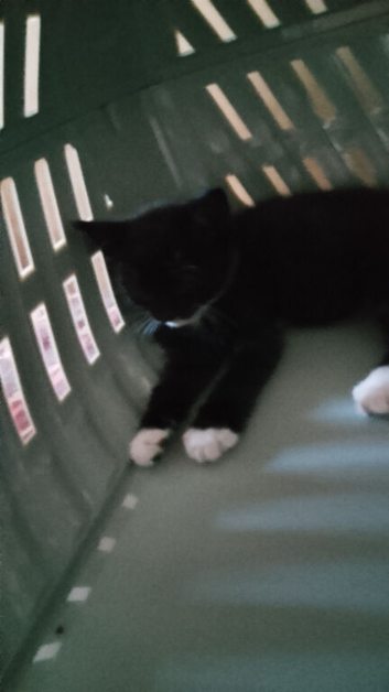 Kitten