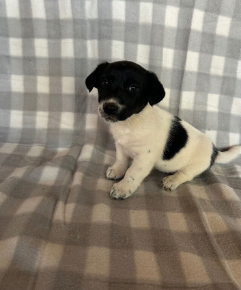 Jack Russell puppies