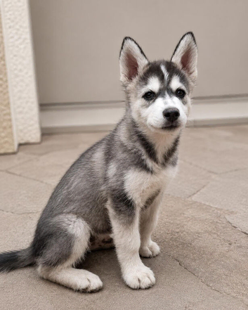 BEAUTIFUL MALE POMSKY READY NOW!
