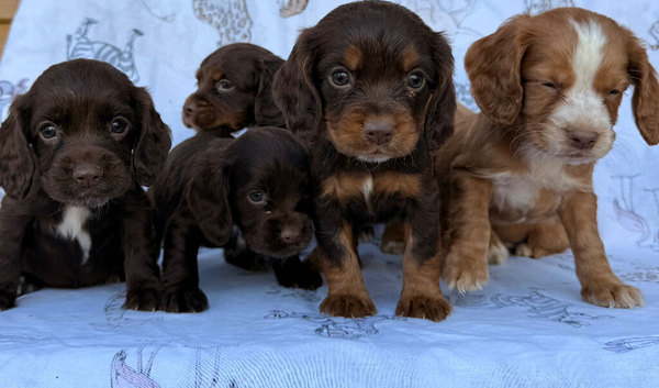 Working type cocker spaniel puppies