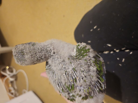 Baby hand reared Derbyan Parrot