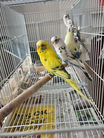 3 months young budgies available