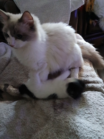 Kittens