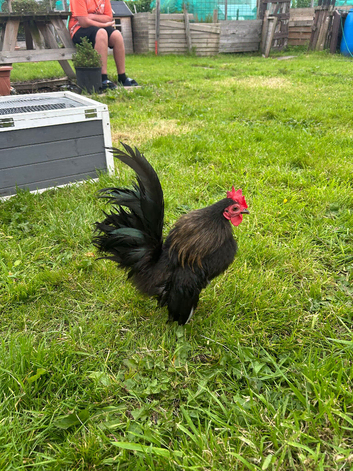 Silkie serama cockerel