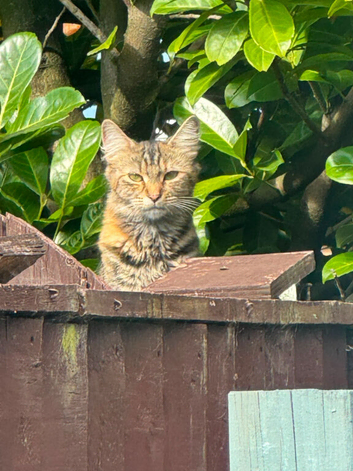 Female 5 month ginger silver tabby ,