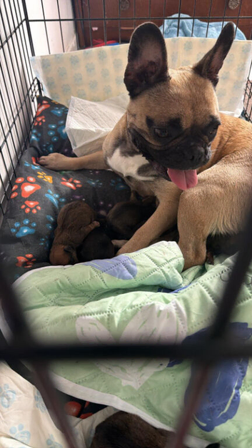 Puppy's for sale