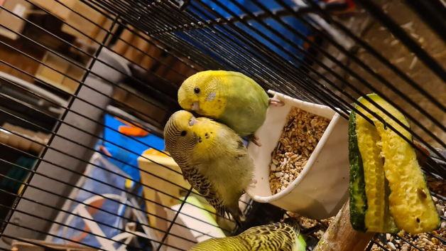 Lovely budgies