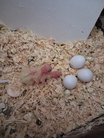 2 male cinnamon cockatiel&rsquo;s