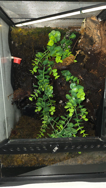 Crested Gecko Custom Full Setup