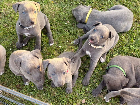 Whippet puppy&rsquo;s