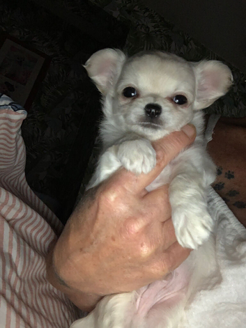Apple head chihuahua s  in Swansea