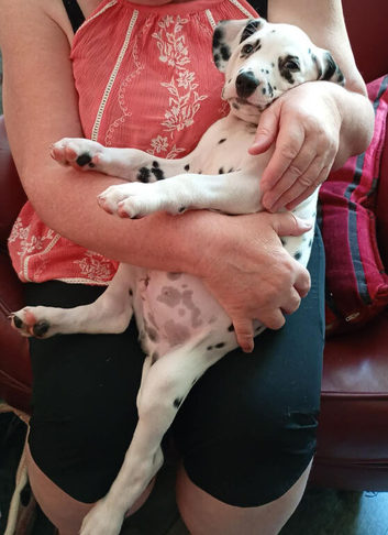 Stunning Dalmatian girl for sale