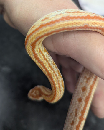 Baby Tessera corn snake