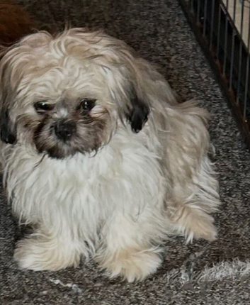 Imperial ShihTzu puppy his sister is also available