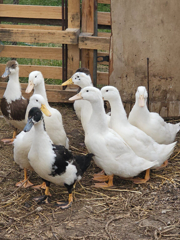 Mixed breed ducks
