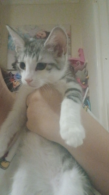 10 week old kitten