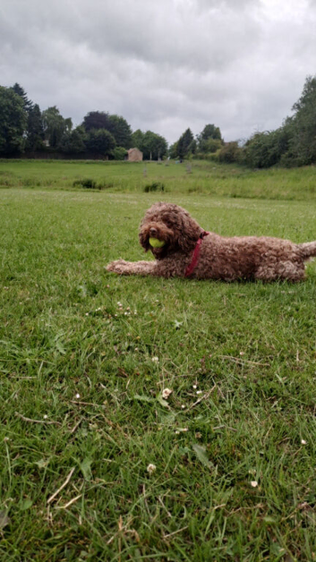 7 Cockerpoo Pups