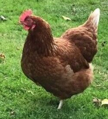 Chickens for sale - 16 weeks POL