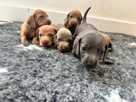 6 beautiful puppies looking for forever homes