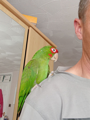 Pickle is looking for a new home