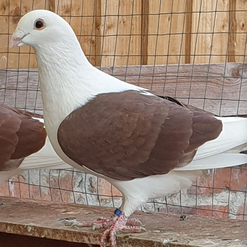 Saddle racing pigeons for sale