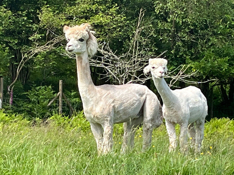 2 adorable, 4 yr old males.