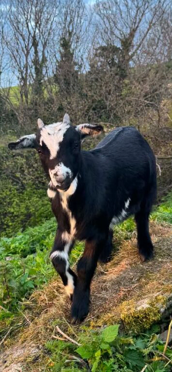 Castrated male pygmy goat 8 months