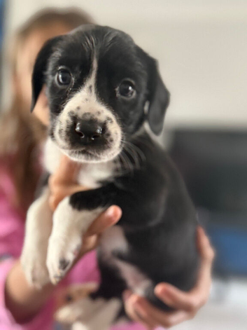 Springador puppies