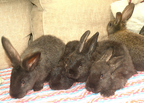 CONTINETAL GIANT RABBITS