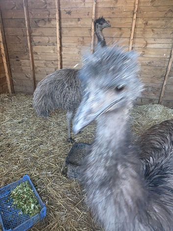 I have male and female emus for sale