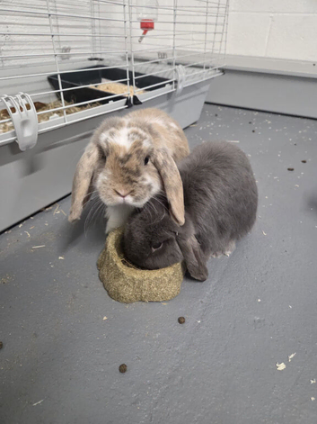 2 male rabbits looking for forever home