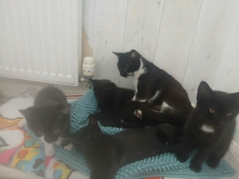 Four Kittens Ready Now