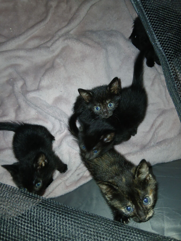 Kittens Ready to leave 9th September