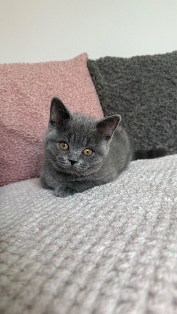 Ready Now GCCF British shorthair Kittens