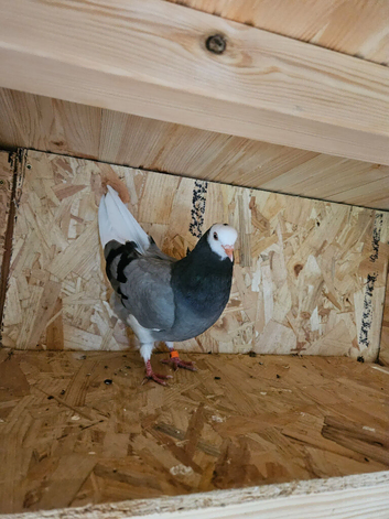 Pigeons