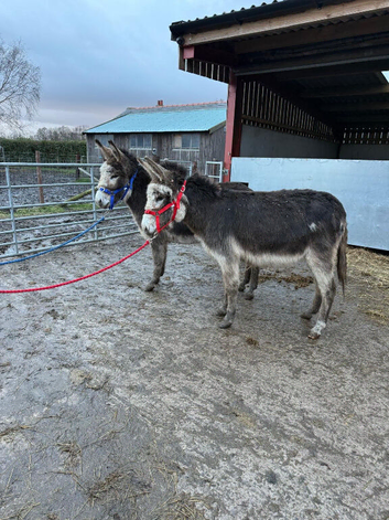 Two stunning coloured Jenny donkeys