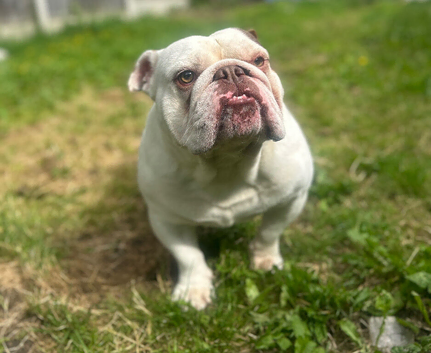 English bulldog for sale