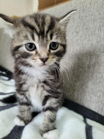 Beautiful tabby kittens