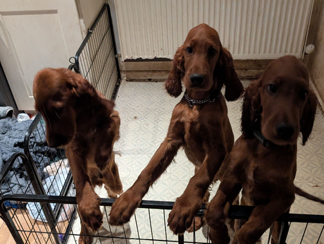 Irish Setter Puppies