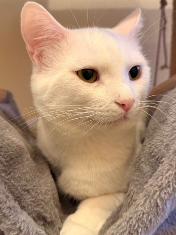 Stunning White Male Cat, 18 Months Old - Beautiful Eyes, Great with Children & Pets