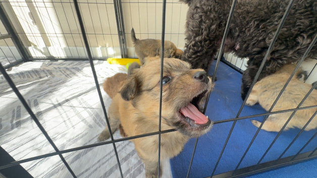 Pomeranian x Cavachon Puppies - Ready To Leave Now