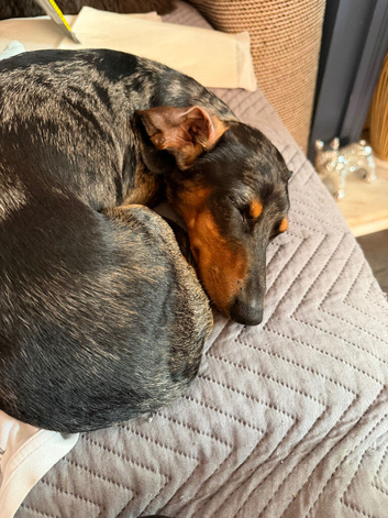 1 Black and Tan girls left Miniature dachshund