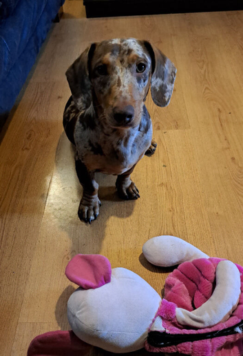 8 month old dapple dachshund