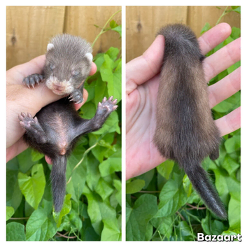 Litter of angoras available