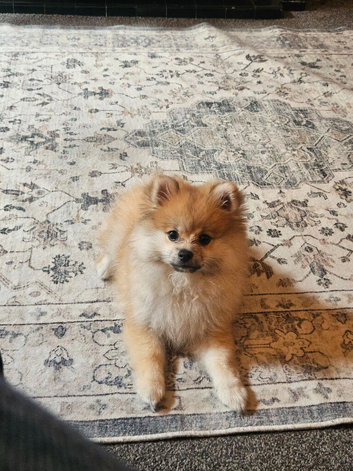 Sable Pomerian - Male