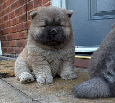 Kc registered chow chow puppies