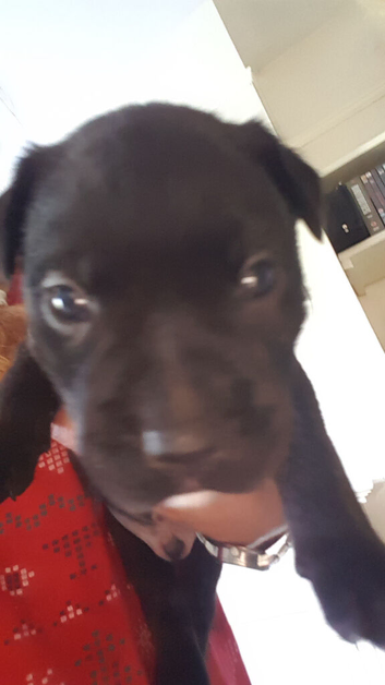Staffordshire Puppies 1 boy left