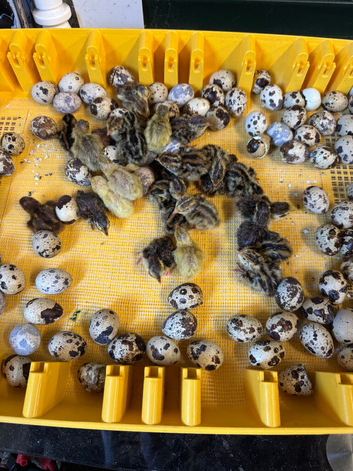 Cortunix Quail hatching eggs